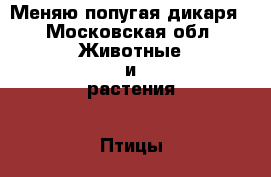 Меняю попугая дикаря - Московская обл. Животные и растения » Птицы   